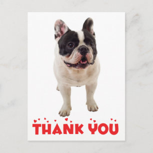 Schattige Franse Bulldog Bedankt Franse Pup Honden Briefkaart