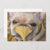 Schattige Franse Bulldog Briefkaart (Voorkant / Achterkant)