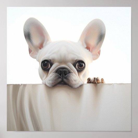 schattige Franse bulldog fotografie print (Voorkant)