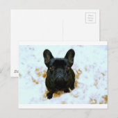 Schattige Franse Bulldog Puppy! Briefkaart (Voorkant / Achterkant)