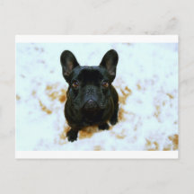 Schattige Franse Bulldog Puppy!