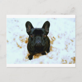 Schattige Franse Bulldog Puppy! Briefkaart
