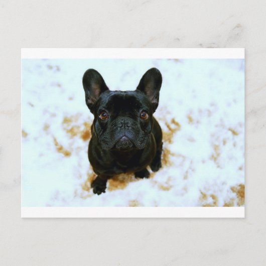 Schattige Franse Bulldog Puppy! Briefkaart (Voorkant)