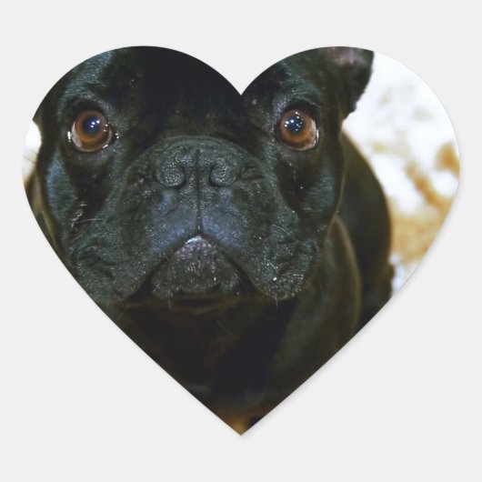 Schattige Franse Bulldog Puppy! Hart Sticker (Voorkant)