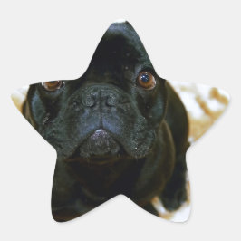 Schattige Franse Bulldog Puppy! Ster Sticker