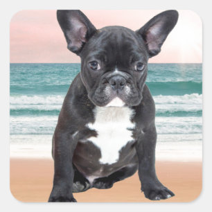 Schattige Franse Bulldog Strand Zon Water Vierkante Sticker