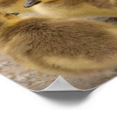 Schattige Fuzzy Baby Geese Goslings Group of 3 Poster (Hoek)