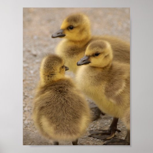 Schattige Fuzzy Baby Geese Goslings Group of 3 Poster (Voorkant)