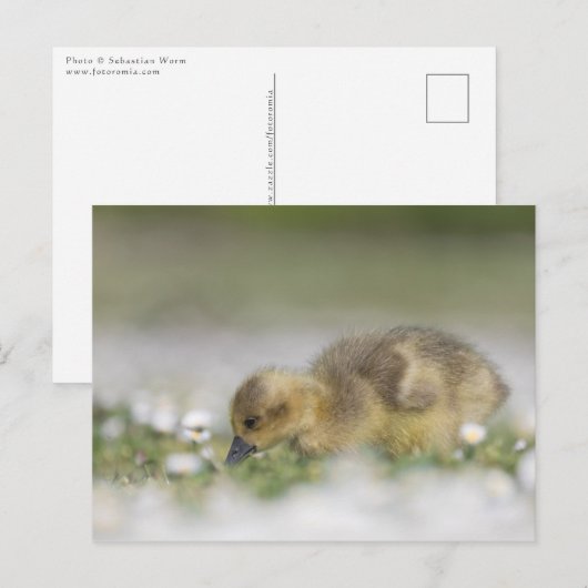 Schattige gans-natuurfoto briefkaart (Voorkant / Achterkant)