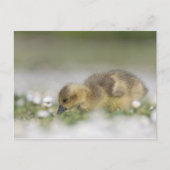 Schattige gans-natuurfoto briefkaart (Voorkant)