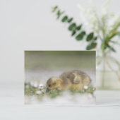 Schattige gans-natuurfoto briefkaart (Staand voorkant)