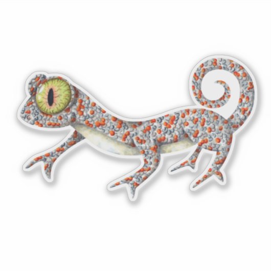 Schattige Gecko geïllustreerd Sticker (Voorkant)