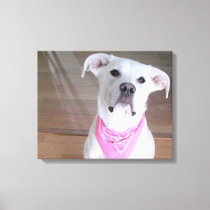 Schattige Gelukkige Witte Hond Met Zielvolle Ogen  Canvas Afdruk