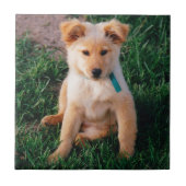 Schattige gemengde pauze tegeltje (Voorkant)