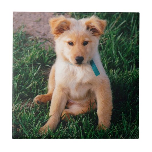 Schattige gemengde pauze tegeltje (Voorkant)