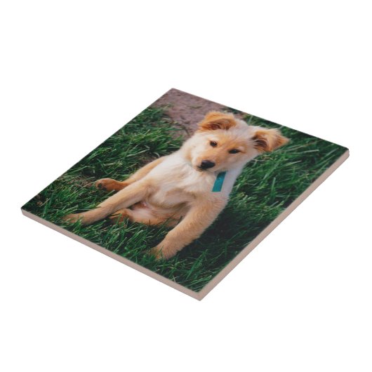 Schattige gemengde pauze tegeltje (Zijkant)