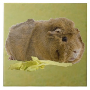 Schattige Ginger Guinea Pig Eating Celery Foto Tegeltje