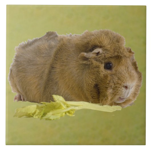 Schattige Ginger Guinea Pig Eating Celery Foto Tegeltje (Voorkant)