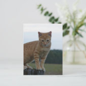 Schattige Ginger Kitten in het land Fotografie Briefkaart (Staand voorkant)
