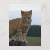 Schattige Ginger Kitten in het land Fotografie Briefkaart (Voorkant)