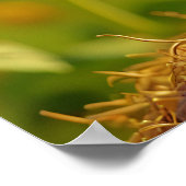 Schattige Ginger Kitten op het gebied van zonneblo Poster (Hoek)