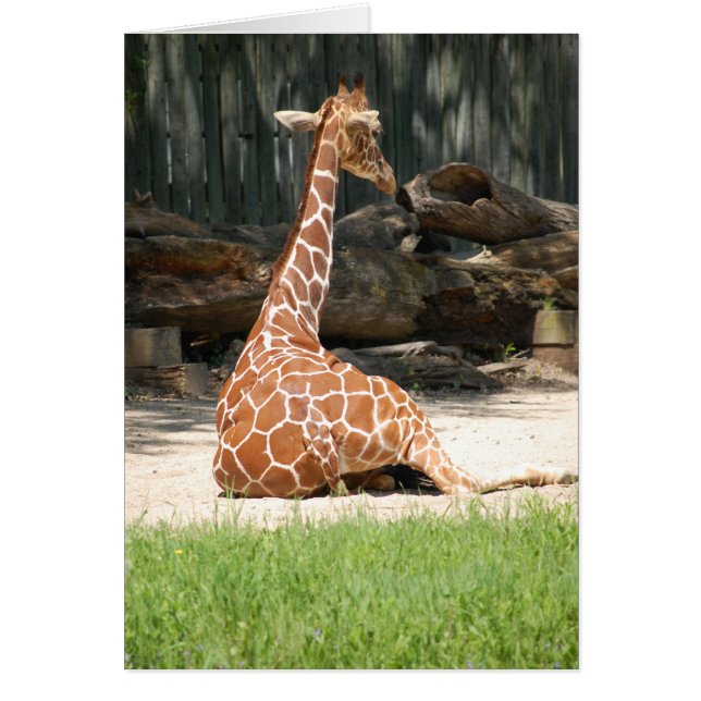 Schattige Giraffe (Voorkant)