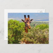 Schattige Giraffe die zijn hoofd boven de bomen ho Briefkaart (Voorkant / Achterkant)