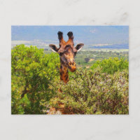 Schattige Giraffe die zijn hoofd boven de bomen ho