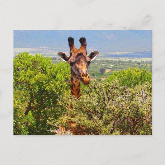 Schattige Giraffe die zijn hoofd boven de bomen ho Briefkaart (Voorkant)