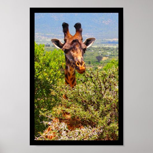 Schattige Giraffe die zijn hoofd boven de bomen ho Poster (Voorkant)