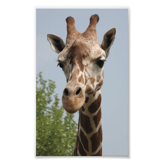 Schattige Giraffe Foto Afdruk (Voorkant)