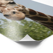 Schattige Giraffe Foto Afdruk (Hoek)