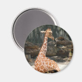 Schattige Giraffe Magneet (Voorkant / Achterkant)