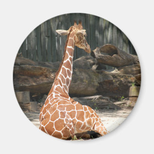 Schattige Giraffe Magneet