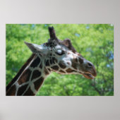 Schattige Giraffe Poster (Voorkant)