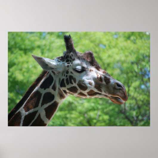 Schattige Giraffe Poster (Voorkant)
