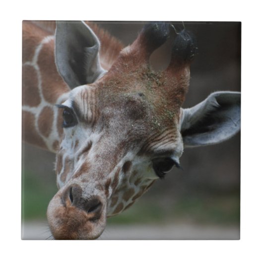 Schattige Giraffe Tile Tegeltje (Voorkant)