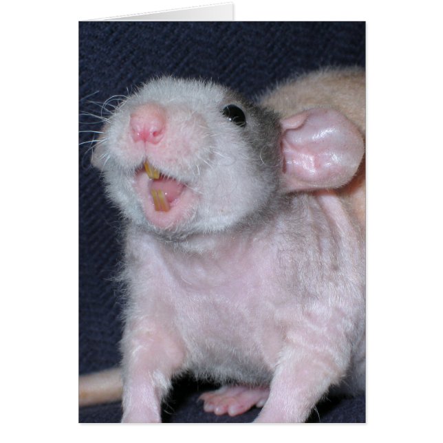 Schattige Glimlach Rat (Voorkant)