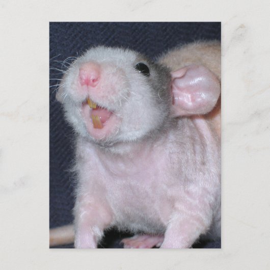 Schattige Glimlach Rat Briefkaart (Voorkant)