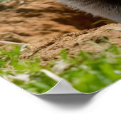 Schattige glimlachende Groundhog Emerging Poster (Hoek)