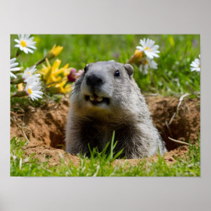 Schattige glimlachende Groundhog Emerging Poster