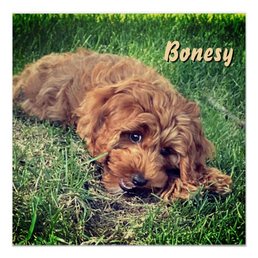 Schattige Golden Doodle Perfect Poster (Voorkant)