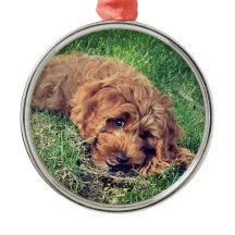 Schattige Golden Doodle Premium