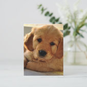 Schattige Golden Retriever puppy dog Briefkaart (Staand voorkant)