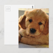 Schattige Golden Retriever puppy dog Briefkaart (Voorkant / Achterkant)