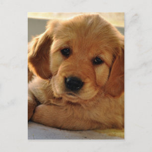 Schattige Golden Retriever puppy dog Briefkaart
