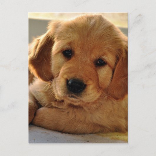 Schattige Golden Retriever puppy dog Briefkaart (Voorkant)