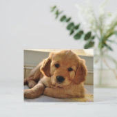 Schattige Golden Retriever puppy dog Briefkaart (Staand voorkant)