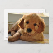 Schattige Golden Retriever puppy dog Briefkaart (Voorkant / Achterkant)