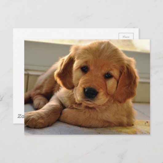 Schattige Golden Retriever puppy dog Briefkaart (Voorkant / Achterkant)